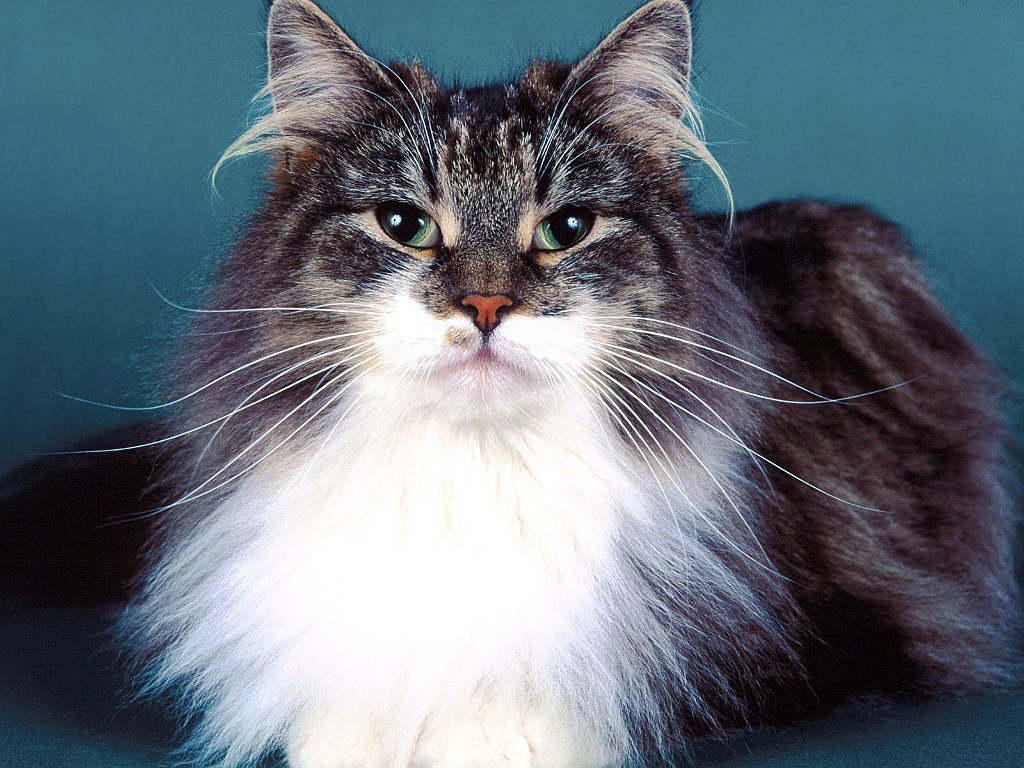 Marcus, Norwegian Forest Cat